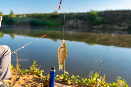 Crucian fish caught on bait by the lake, hanging on a hook on a fishing rod, in the background a man seated holding a fishing rod.の写真素材