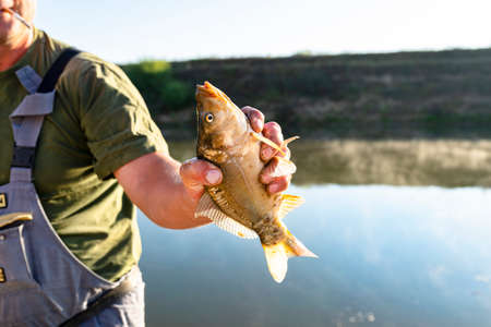 Male angler holds a mirror carp in the background of a calm pond in the morning.の写真素材