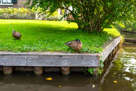 Mallard ducks standing on the bank of the canal, visible buildings and lawns.の写真素材