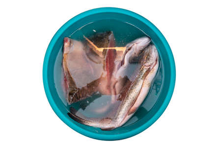 Fresh, raw trout dipped in water in a blue bowl, isolated on a white backgroundの写真素材