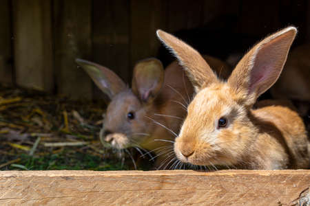 Several red-haired breeding rabbits standing in a wooden cage.の写真素材