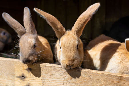 Several red-haired breeding rabbits standing in a wooden cage.の写真素材