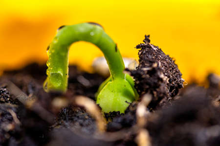 Macro photo of sprouting white beans with wrapped leaves coming out of the ground in a yellow pot.
