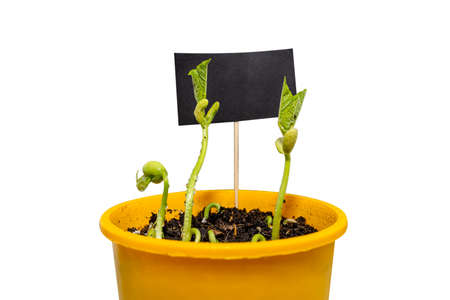 Sprouting white beans in a yellow pot in the background a black tag for text, isolated on a white background with a clipping path.の写真素材