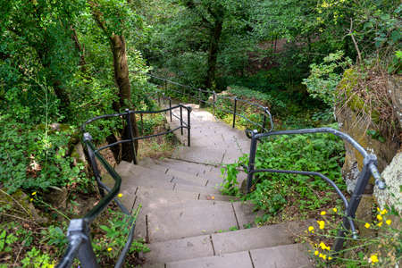 Concrete stairs with steel handrails in a dense forest, going down.