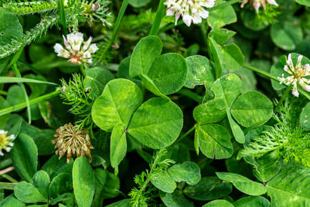 Background made of three leafy clovers with visible white flowers.