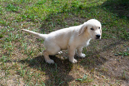 Male golden retriever puppy peeing on the lawn by the house.の写真素材