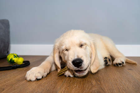 Male golden retriever puppy eating a bone to clean his teeth on modern vinyl panels in home living room, the dog has closed eyes.の写真素材