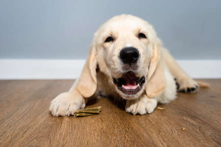 Male golden retriever puppy eating a bone to clean his teeth on modern vinyl panels in home living...