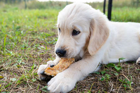 Male golden retriever dog eats a bone from pressed chicken bones outdoors lying in the grass.の写真素材