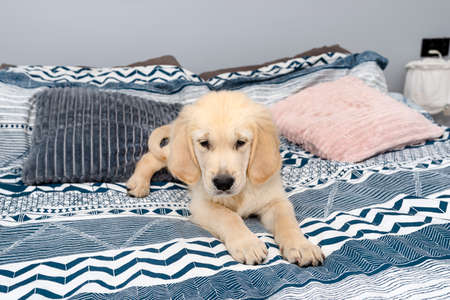 The male golden retriever puppy is lying on the bed on the sheets in the bedroom.の写真素材