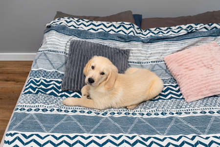 The male golden retriever puppy is lying on the bed on the sheets in the bedroom.の写真素材