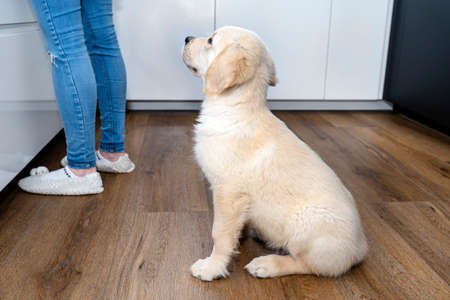 The golden retriever puppy sitting on modern vinyl panels in the kitchen next to the cupboard and the womans legs.の写真素材