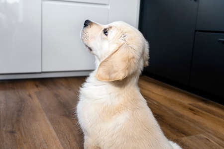 The golden retriever puppy sitting on modern vinyl panels in the living room of the house, visible furniture in the background.の写真素材