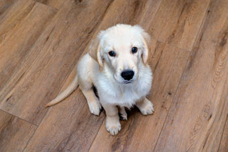 The golden retriever puppy sitting on modern vinyl panels in the living room of the house.の写真素材