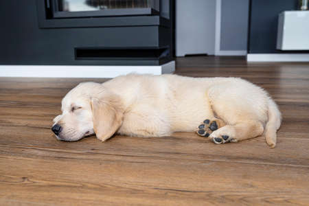The golden retriever puppy sleeping on modern vinyl panels in the living room of the house, visible fireplace in the background.の写真素材