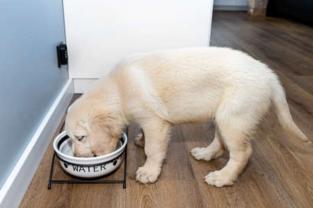 A golden retriever puppy stands on modern vinyl panels in the living room of a home and drinks water from a ceramic bowl.の写真素材