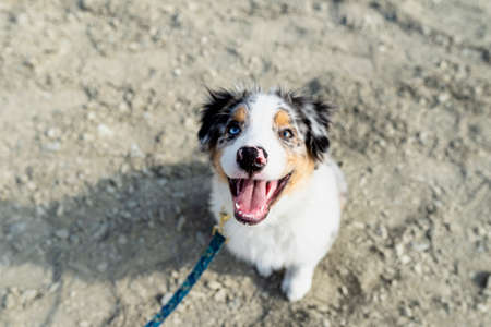 An Australian Shepherd Dog with colored eyes and nose sits on gravel with its mouth open.の写真素材
