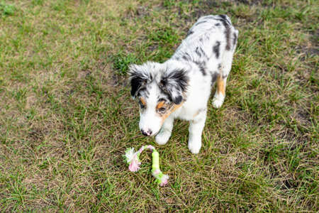 An Australian Shepherd Dog stands on the green grass above a toy with its mouth open.の写真素材