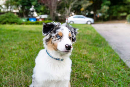 An Australian Shepherd is sitting on the green grass with its mouth closed.の写真素材
