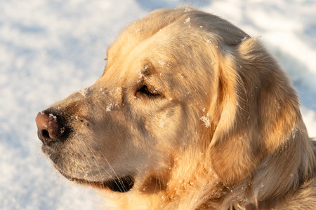 A young golden retriever stands in the snow in the yard, staring into the distance.の写真素材