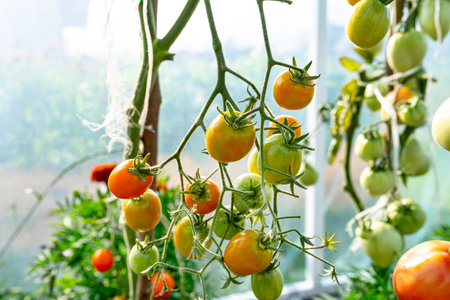 Backyard greenhouse made of foil standing on the grass behind the house, visible young tomato bushes.の写真素材
