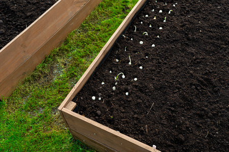 Sowing small onions in a row in a wooden box lined with agrotextile on the inside and filled with...