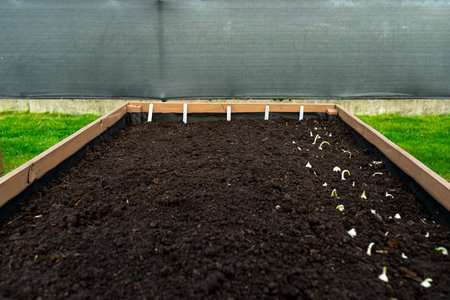 Sowing small onions in a row in a wooden box lined with agrotextile on the inside and filled with...
