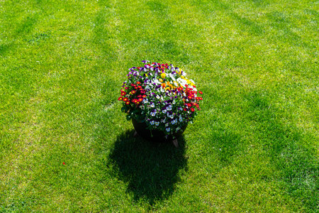 Daisies and pansies standing in a large pot on the garden lawn.の写真素材