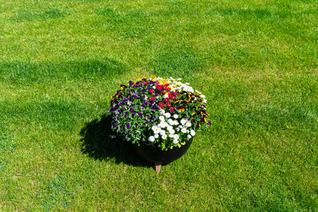 Daisies and pansies standing in a large pot on the garden lawn.の写真素材