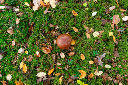 The brown bay bolete grows in its natural environment, in the forest litter.の写真素材