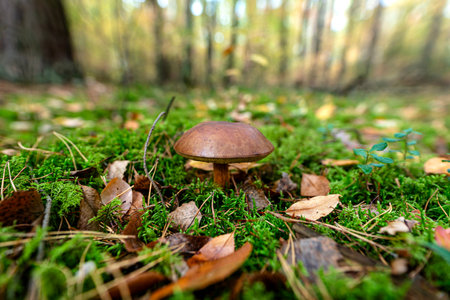 The brown bay bolete grows in its natural environment, in the forest litter.の写真素材