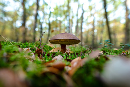 The brown bay bolete grows in its natural environment, in the forest litter.