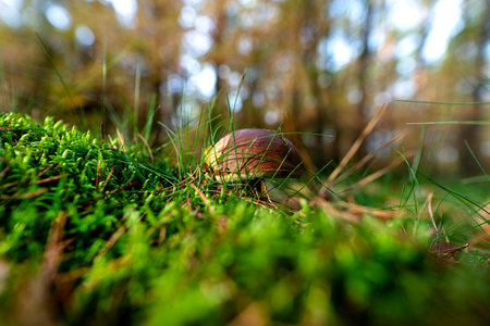 The brown bay bolete grows in its natural environment, in the forest litter.
