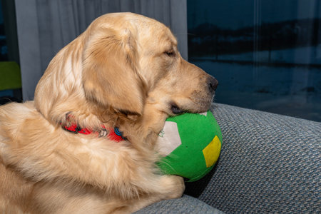 Golden retriever resting comfortably on a woven fabric couch, holding a green and yellow toy ball