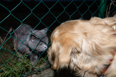 Golden retriever dog and gray cat curiously sniffing each other through a fence at night