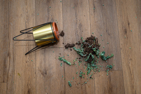 Fallen planter with a succulent spilling soil and leaves on wooden floor