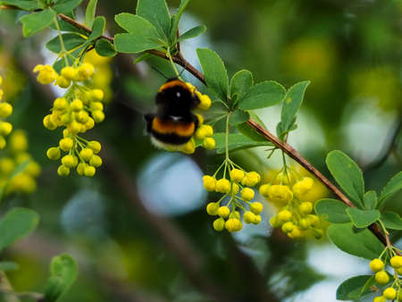 Bumblebee on a branch of a blossoming barberry.