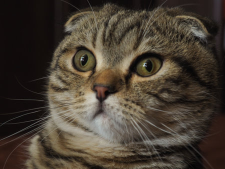 beautiful tabby cat with green eyes close-up on a dark background