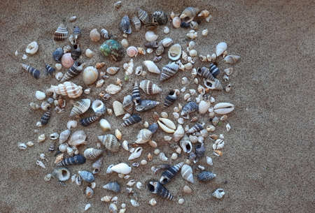 Seashells on the sand of a beach. Top view.の写真素材