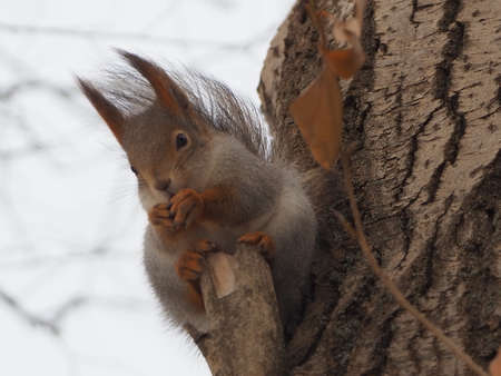 beautiful squirrel in the park there are nuts close up