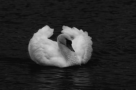 A beautiful white swan swimming on a lake. Black and white photo.