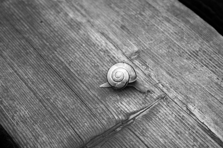 lonely snail walking on a wooden plankの写真素材
