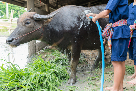 buffaloes taking a bathの写真素材