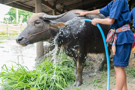buffaloes taking a bathの写真素材