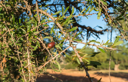 argan tree in Moroccoの写真素材