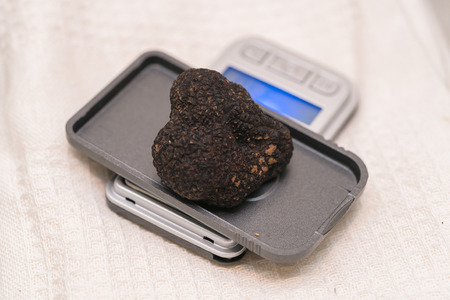 black truffle on weight scaleの写真素材