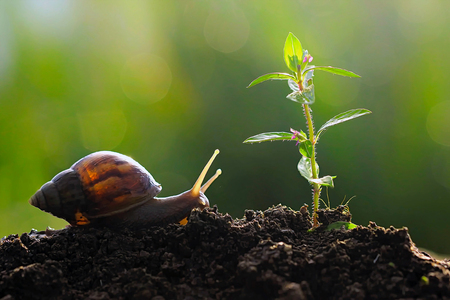 snail and flowersの写真素材