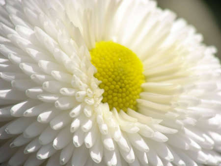 white flower close up during spring                               