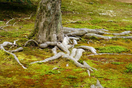 some overlapped tree roots in japanの写真素材